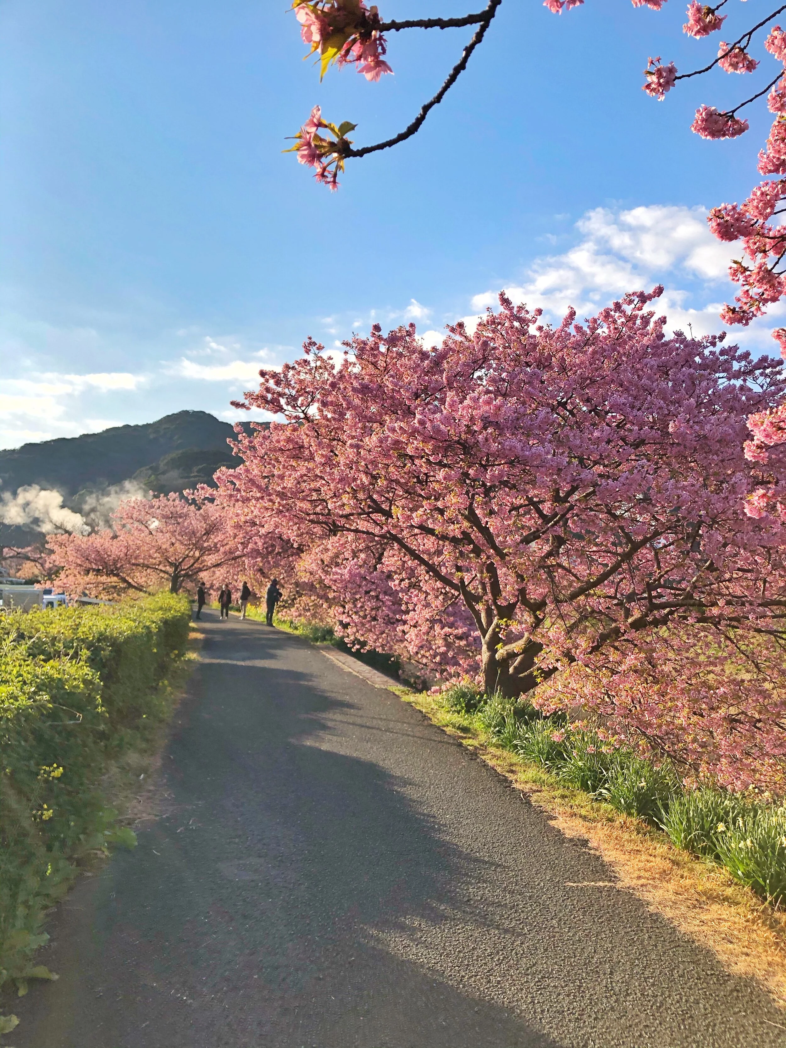 Minami Izu Cherry Blossoms — RYOKAN WANDERINGS